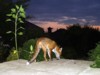 fox at dusk