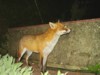 fox by wall