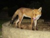fox on wall