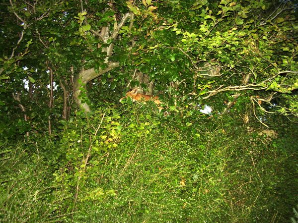 Fox in tree